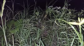 Suara Jangkrik Malam Hari Malam Hari Membuat Suasana Tidur Semakin Nyenyak