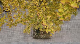 Footage Of Ginkgo Tree Belt In Qiandongnan, Guizhou, China
