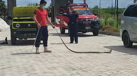 'That hissing sound isn't from your engine!' Mechanics find 8-foot cobra in car bonnet