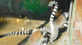 Footage Of Beijing Zoo Animals, China