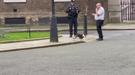 Larry the Downing Street cat walks towards a policeman and a security guard