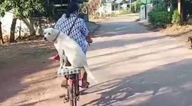 Smart pet dog sits on back of owner's bicycle to deliver food every day