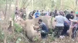 Sixty-year-old elephant found dead with 126 bullet wounds in Thai national park