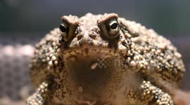 Shocking lifestyle of Houston toads will surprise you
