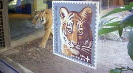 Is This One Thing Helping Tigers Avoid Extinction?