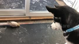 Our Alaskan Malamute Puppy Dotty Surprised by meeting Cockatiel Phoebe Up Close