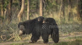 Sloth bears are not as slow as their name suggests