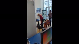 No horsing around: Man takes service PONY to North Carolina courthouse