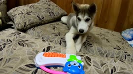 Husky puppy gets music and singing lessons