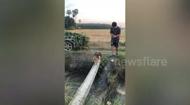 Chubby pet Beagle has hard time crossing bridge because it is afraid of water