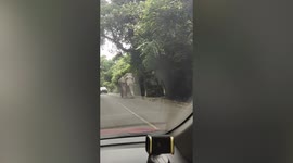 Wild elephant strolls on road through woodland in Thailand