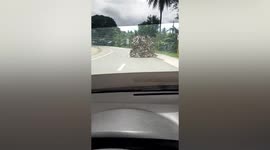 Mini-truck overloaded with leaves look like a moving tree
