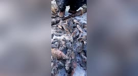 Chinese villagers break thick ice to get fish from frozen river