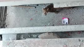 Panic ensues as leopard strays into residential area in eastern India