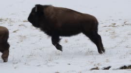 Excited bison bounces around after waking to fresh snow at Yellowstone National Park