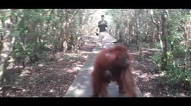 Walking with Orangutans Mom And Her Baby  On the bridge (Borneo Orangutan)
