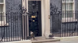 Larry the Downing Street Cat waits until he’s let into Number 10