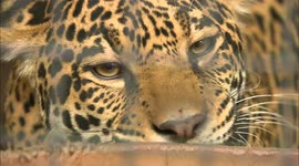 Spotted it! Watch this jaguar hunt for meatballs