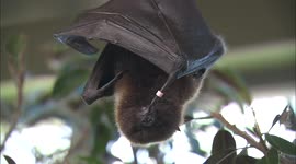 Hang out with the fun fruit bat