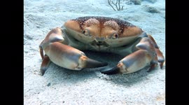 Crab Close Up