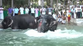 Temple elephants love their bath time in south India