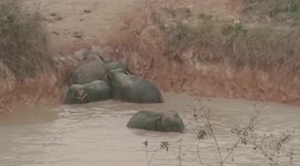 Rescuers in northeastern India use digger to save herd of elephants stuck in muddy pond
