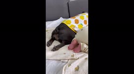 French bulldog sleeps together with newborn in matching lemon outfit