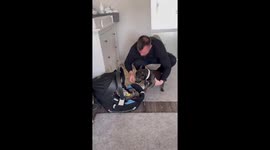 French bulldog ecstatic as he meets newborn baby for first time