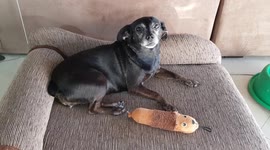 Cachorrinha Pinscher obediente, educada e que entende tudo o que falamos!