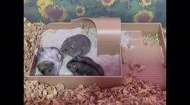 Adorable dwarf hamsters have fun at their playground