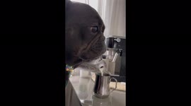 French bulldog makes Starbucks coffee by himself, very hilarious!!