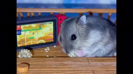 Adorable little dwarf hamster munches in front of a mini Switch