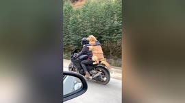 Chinese man rides home over 300 kilometres on motorcycle with DOG for Lunar New Year