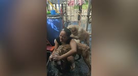 Jealous pet Labrador interrupts owner from bathing other dogs
