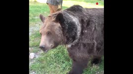 Guy Taking Care Of Rescued Bear