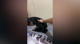 Sad pet Dachshund sleeps on nurse owner's luggage before she leaves for long Covid-19 shift