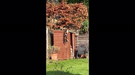 You're in my spot! Cat slowly backs away after finding fox sunbathing in garden