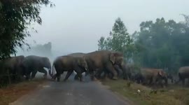 Amusement grips locals upon spotting jumbos amid street in eastern India