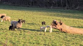 Early lambs feeding, prancing and playing in the Welsh sunshine