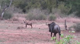 Dominant wildebeest male shows hyena he's the boss of his territory