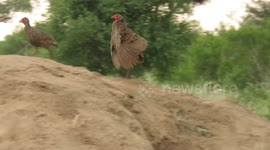 Male francolin bird fails to impress his female with courtship display