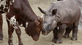Baby rhino makes new best friend that's a cow