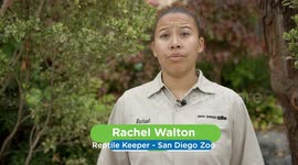 What's Got Zookeepers Excited About These Fiji Iguana Hatchlings?