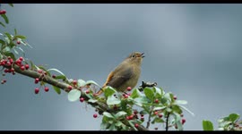 Jinfo Mountain Nature Reserve Bird In Chongqing, China