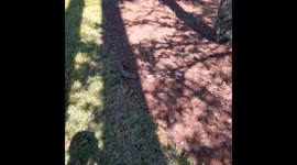 US: Frozen Iguanas Fall Out Of Trees In Florida Due To Cold Weather