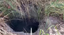 Buffalo rescued using backhoe after falling down well in Thailand