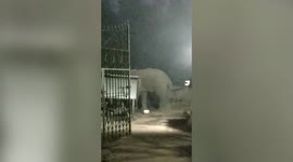 Locals attempt to chase away lone elephant in residential area in eastern India