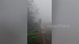 Locals parade after giant elephant amid dense fog in eastern India
