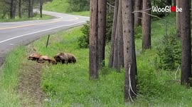 Disturbingly wild footage shows grizzly bear dominating elk in Wyoming