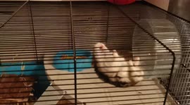 Amazing Russian Dwarf Hamster Performing Climbing & Escape Antics